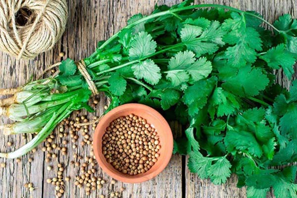 Phân biệt Cilantro và Parsley