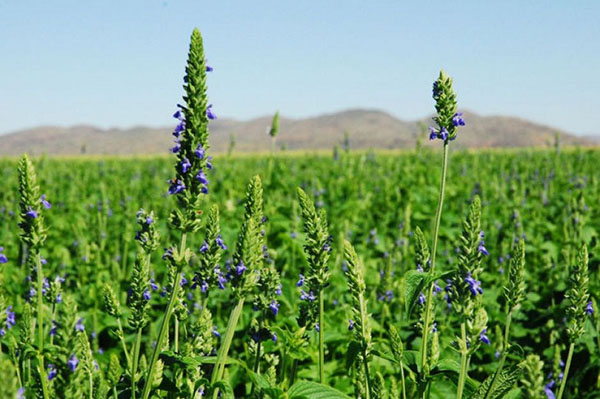 cây salvia